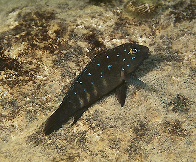 Spathodus erythrodon 'Cape Tembwe'